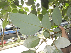 Ficus grossularioides