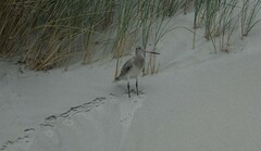Limosa lapponica baueri
