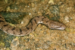 Cerberus schneiderii