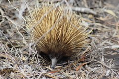 Tachyglossus aculeatus multiaculeatus