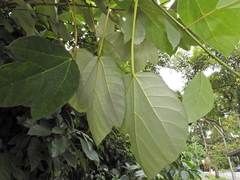 Ficus grossularioides
