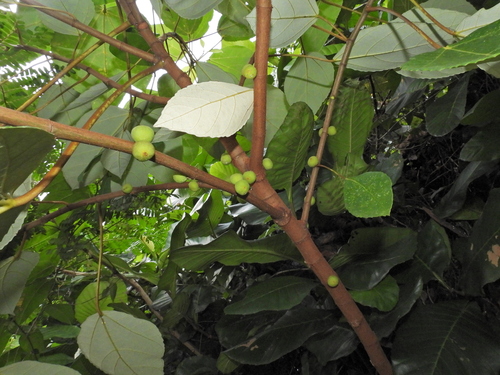 Image of Ficus grossularioides by (c) Samuel Lee, some rights reserved (CC BY)