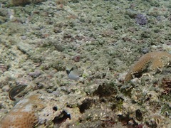Rhinecanthus rectangulus