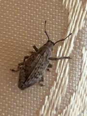 Cyphicerini