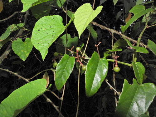 Image of Cissus hastata by (c) Samuel Lee, some rights reserved (CC BY)