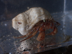 Pagurus armatus