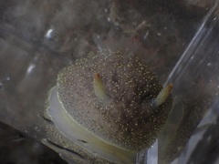 Acanthodoris nanaimoensis