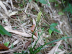 Carex sociata