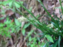 Carex sociata