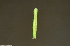 Sciota rubrisparsella