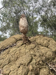 Podaxis beringamensis