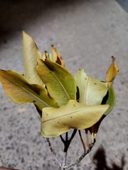 Pittosporum eugenioides