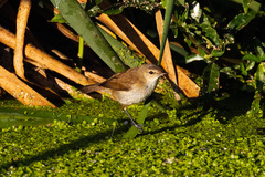 Acrocephalus gracilirostris