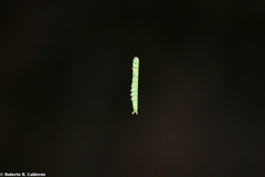 Sciota rubrisparsella