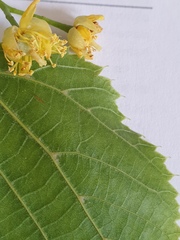 Pristiphora leucopus