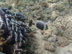 Chaetodon reticulatus