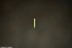 Sciota rubrisparsella