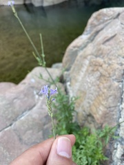 Lavandula subnuda