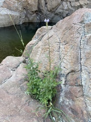 Lavandula subnuda