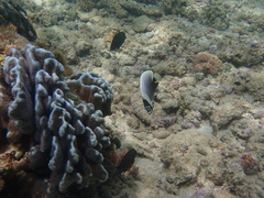 Chaetodon reticulatus