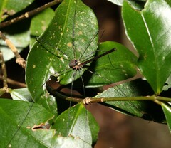 Neopantopsalis pentheter