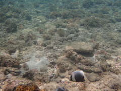 Chaetodon reticulatus