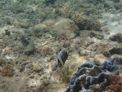 Chaetodon reticulatus