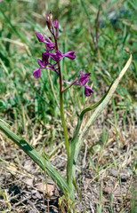 Anacamptis laxiflora