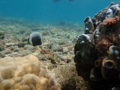 Chaetodon reticulatus