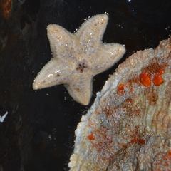 Dermasterias imbricata