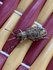 Cyphicerini