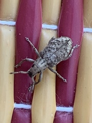 Cyphicerini