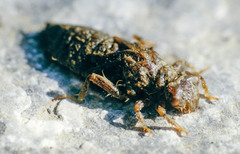 Gomphus schneiderii