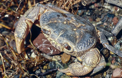 Potamon hippocratis