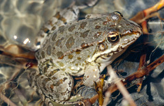 Pelophylax bedriagae