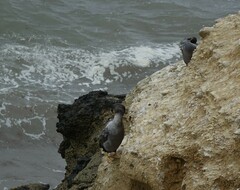 Phalacrocorax punctatus