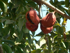 Sterculia foetida
