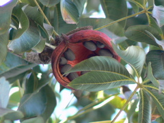 Sterculia foetida