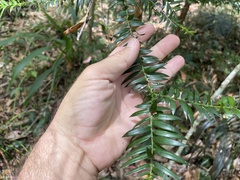 Araucaria bidwillii