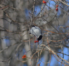 Pyrrhula pyrrhula cineracea