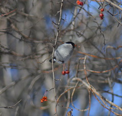 Pyrrhula pyrrhula cineracea