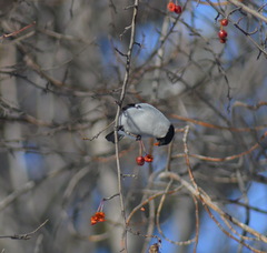 Pyrrhula pyrrhula cineracea