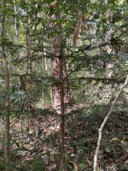 Araucaria bidwillii