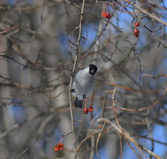 Pyrrhula pyrrhula cineracea