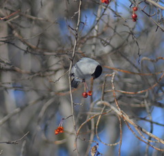 Pyrrhula pyrrhula cineracea