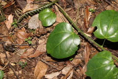 Streptothamnus moorei