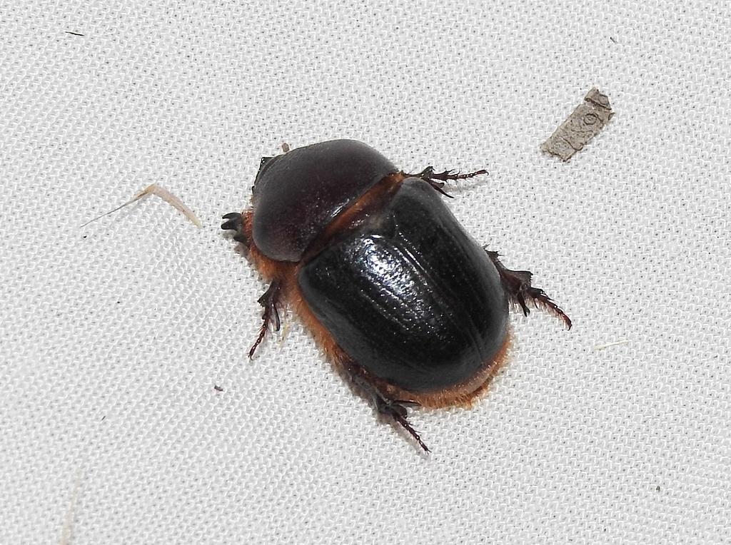 Scarabs from Seymour Bushland Reserve, Seymour, VIC, Australia on ...