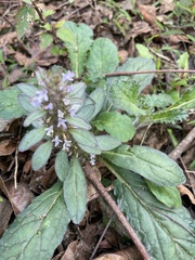 Ajuga taiwanensis