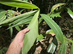 Alpinia caerulea