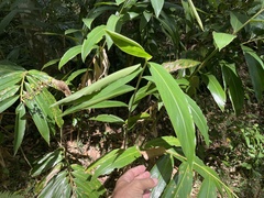 Alpinia caerulea